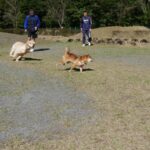 鹿児島県のキャンプ場の紹介「オートキャンプ森のかわなべ」