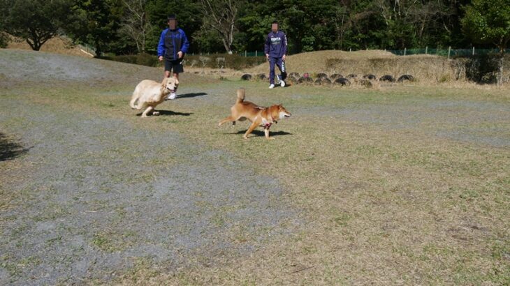 鹿児島県のキャンプ場の紹介「オートキャンプ森のかわなべ」